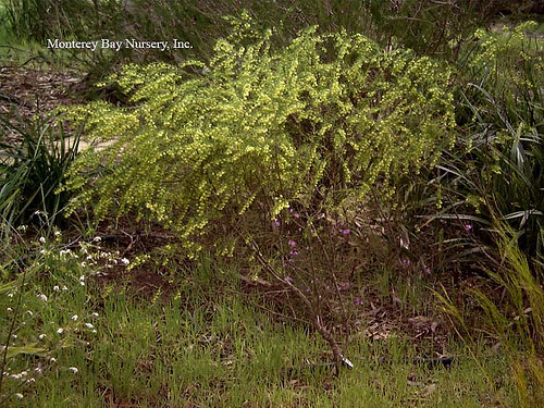 معرفی و راهنمای پرورش گیاهان زینتی - بورونیا